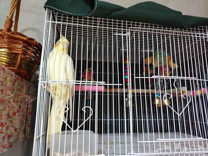 طير كروان مع القفص والالعاب 2