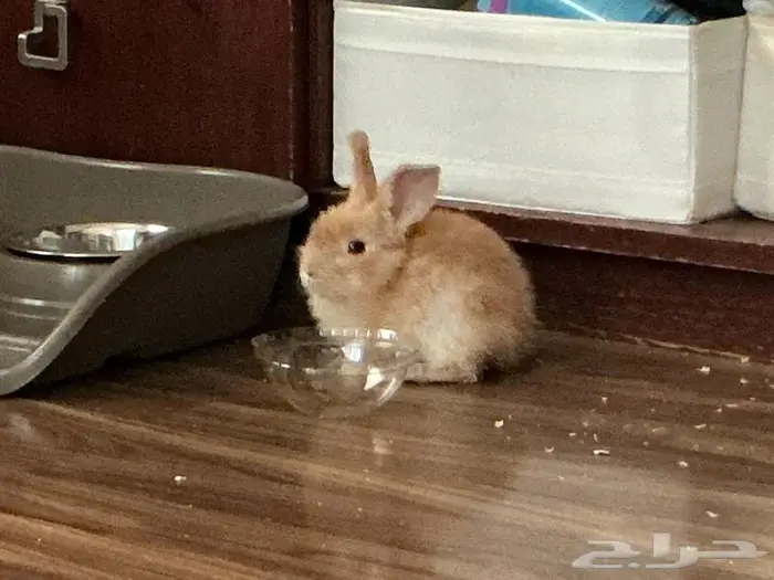 ارنب صغير للبيع 0