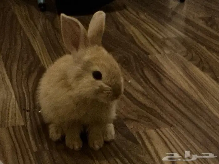 ارنب صغير للبيع 2