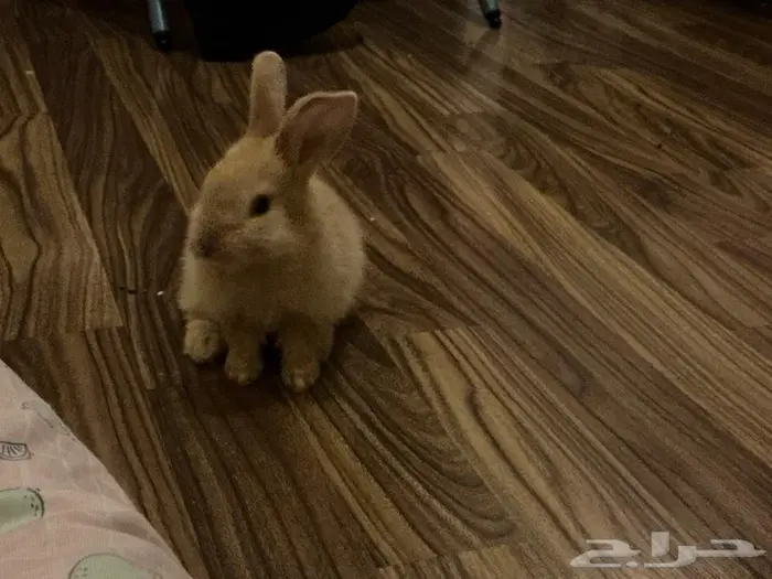 ارنب صغير للبيع 1