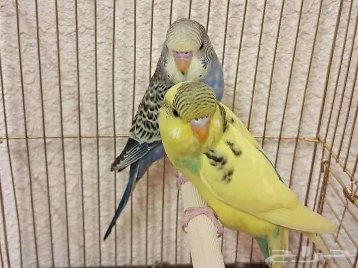 عصافير طيور الحب بادجي 2