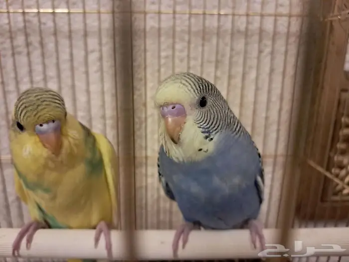 عصافير طيور الحب بادجي 6