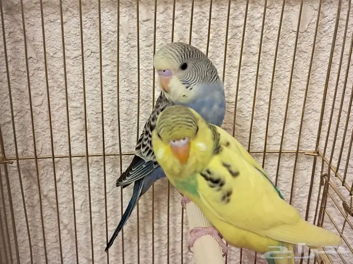 عصافير طيور الحب بادجي 0