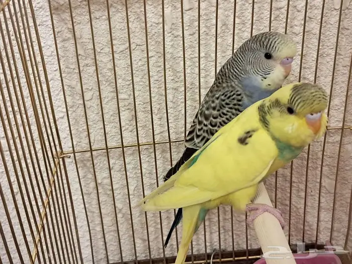 عصافير طيور الحب بادجي 7