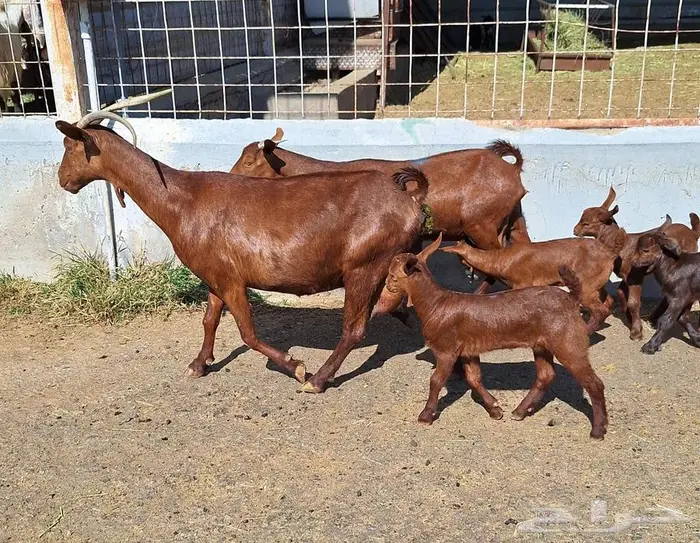 معزا دهم دبس متاومه العدد 2 تحتها 4 للقناي 18