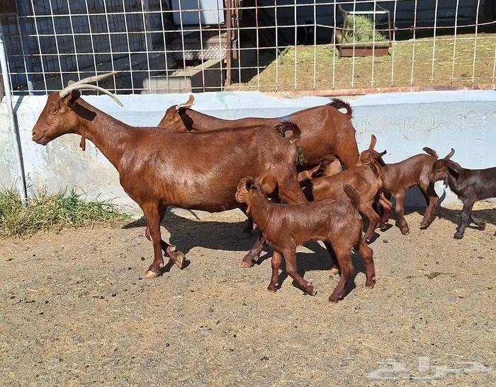 معزا دهم دبس متاومه العدد 2 تحتها 4 للقناي 19