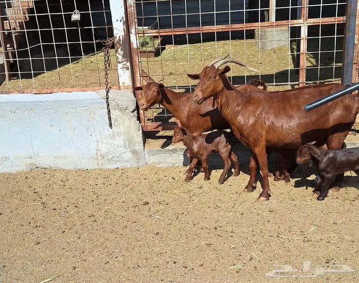 معزا دهم دبس متاومه العدد 2 تحتها 4 للقناي 11