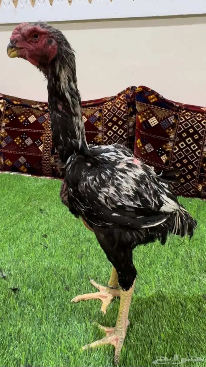 ديك فارسي اسود جاوا 0