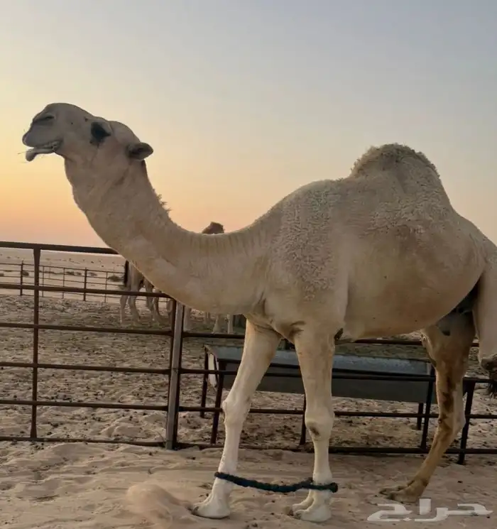 بعير كحيلاني ولد المسكت الطهيمي رباع 2