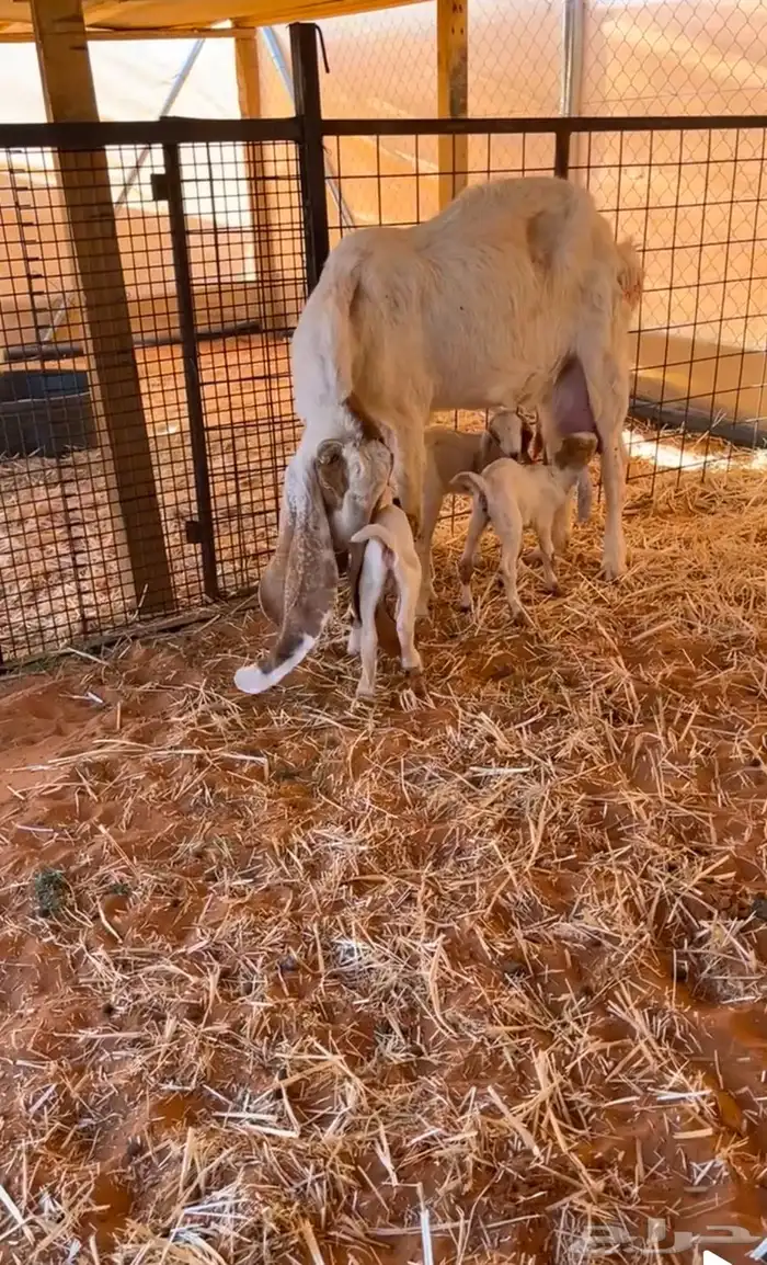 عنزا متبع ب ثلاثه 0