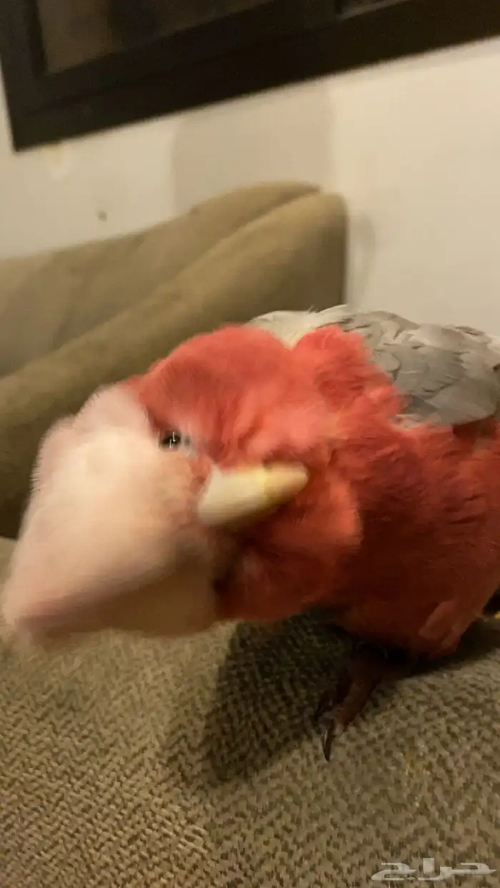 طير كوكاتو قالا مفقود في القطيف تاروت المحدود 1