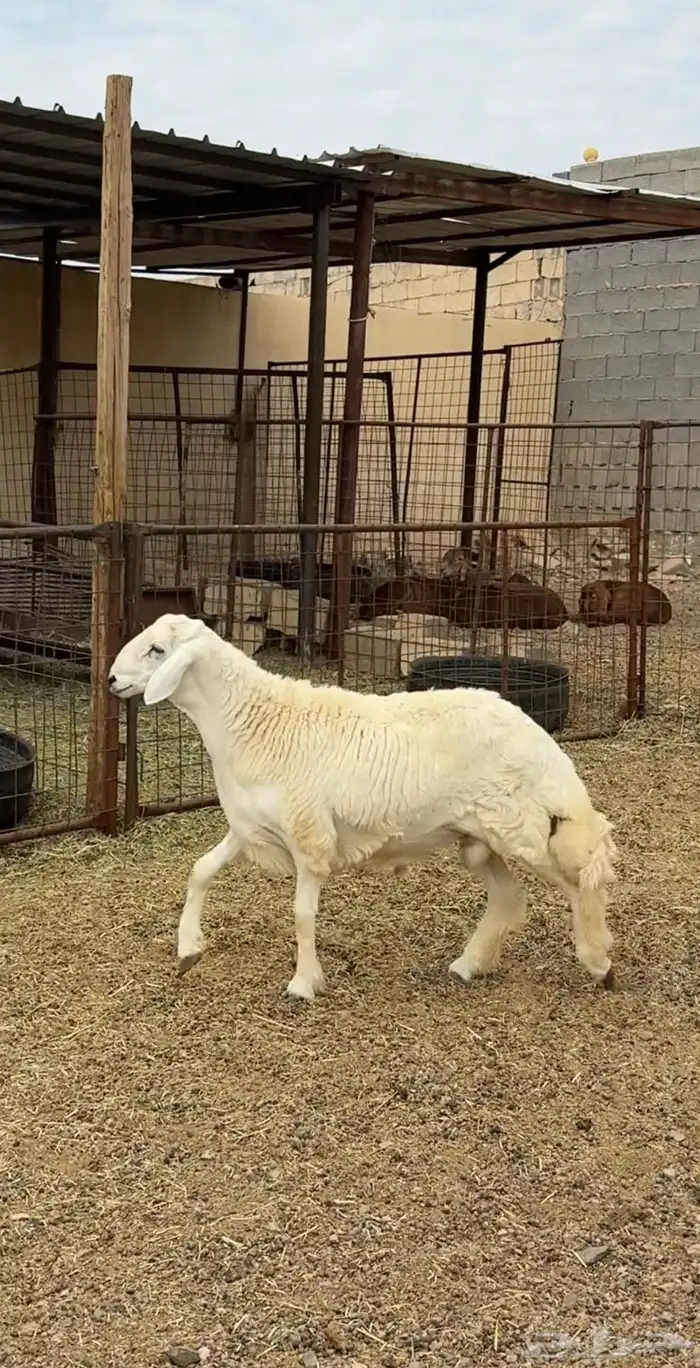 طليان وتيوس وسواكن ذبائح للبيع كاش و تمارا يوجد ذبح وتوصيل 19