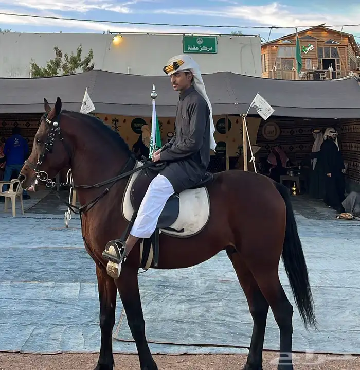 حصان للبيع 1