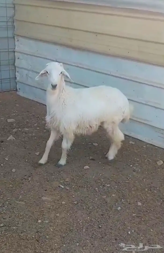 طلي حري طيب 1