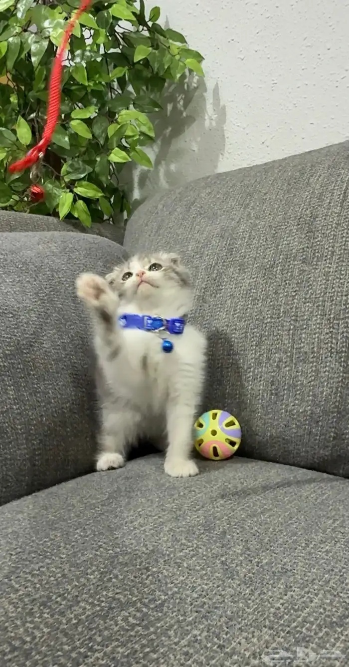 كتين سكوتش فولد 0