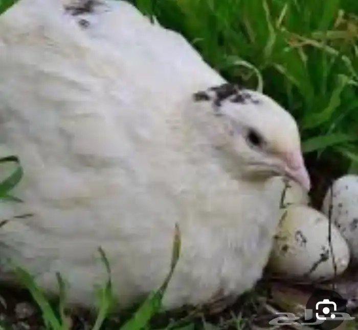 سمان ذبح سمان بياض 0