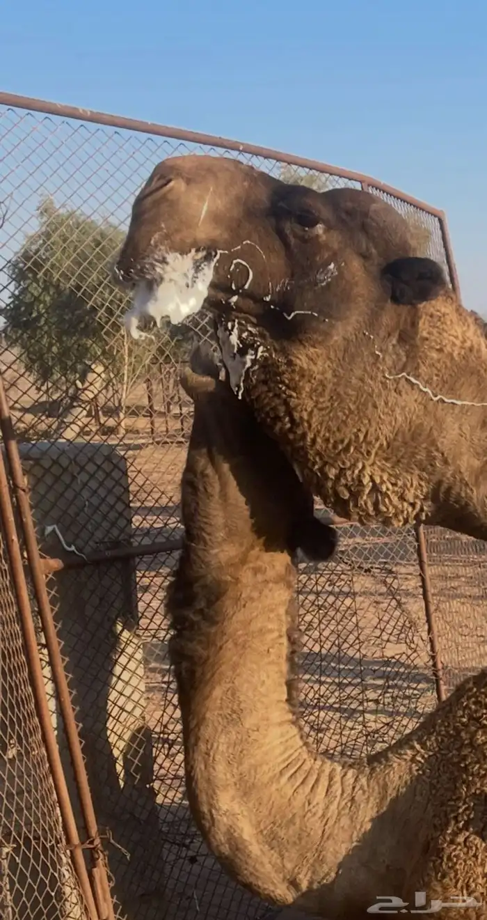 حوار قعود اصفر على الهدب عمر 10 ايام (ضيار) 3