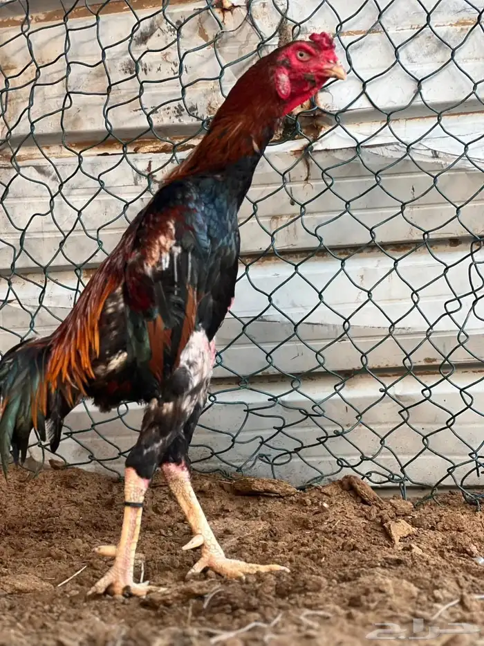 سمو ياباني 1