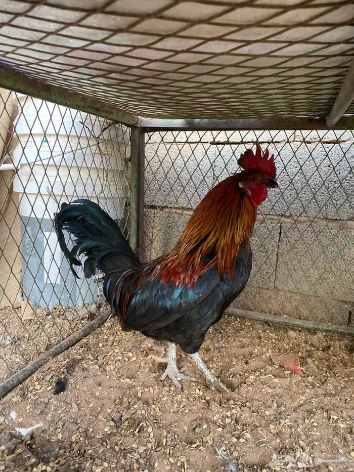 دجاج بلدي 11