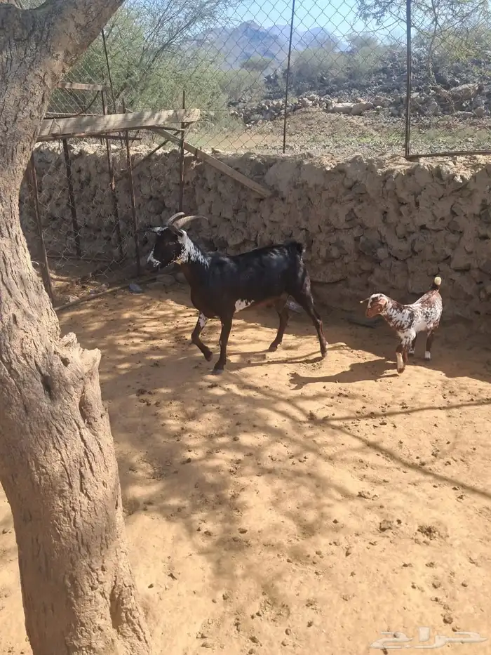 للبيع ماعز عليها أنثى لونها طيبه وشرط من جميع العيوب جامع 2