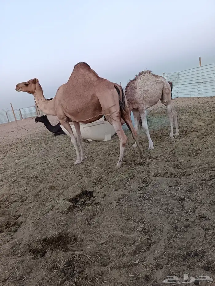 حاشي للبيع 2