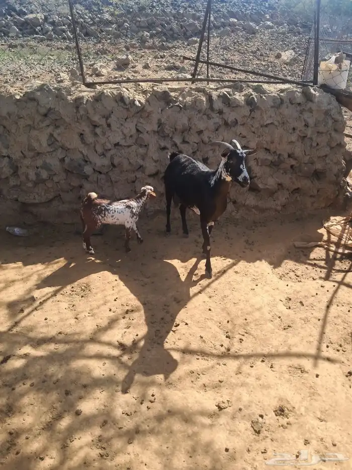 للبيع ماعز عليها أنثى لونها طيبه وشرط من جميع العيوب جامع 0