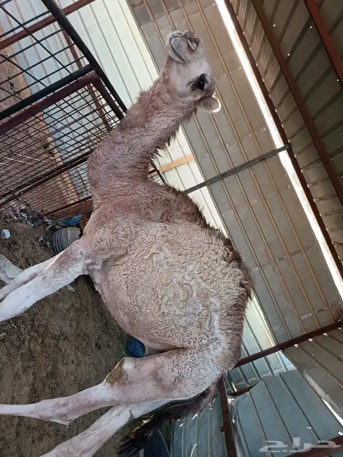 حاشي للبيع 1