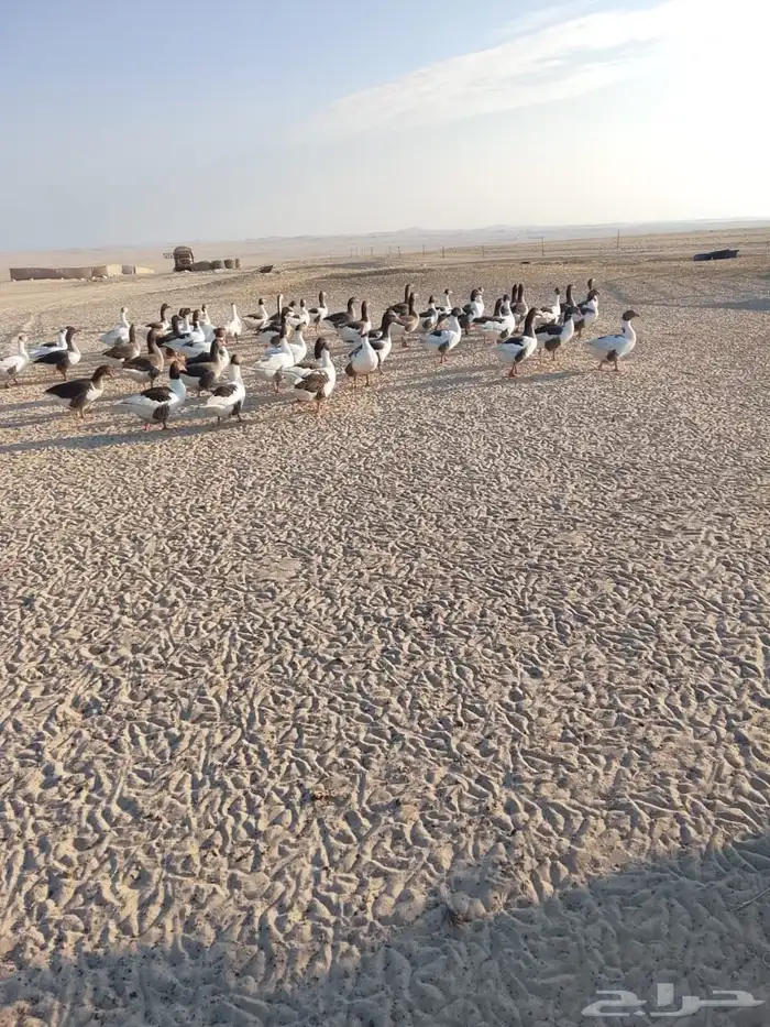 وز بالبر نظيف 2