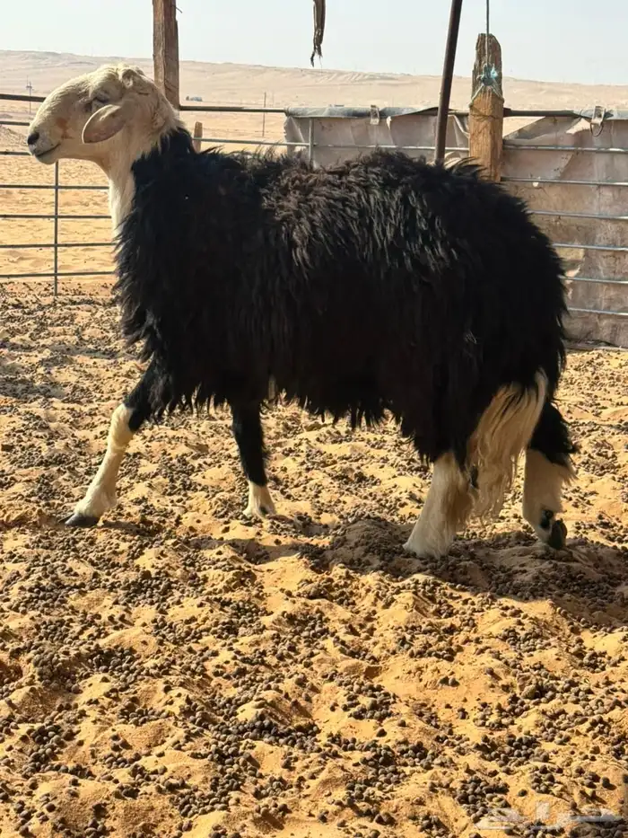 خروف نجدي 1