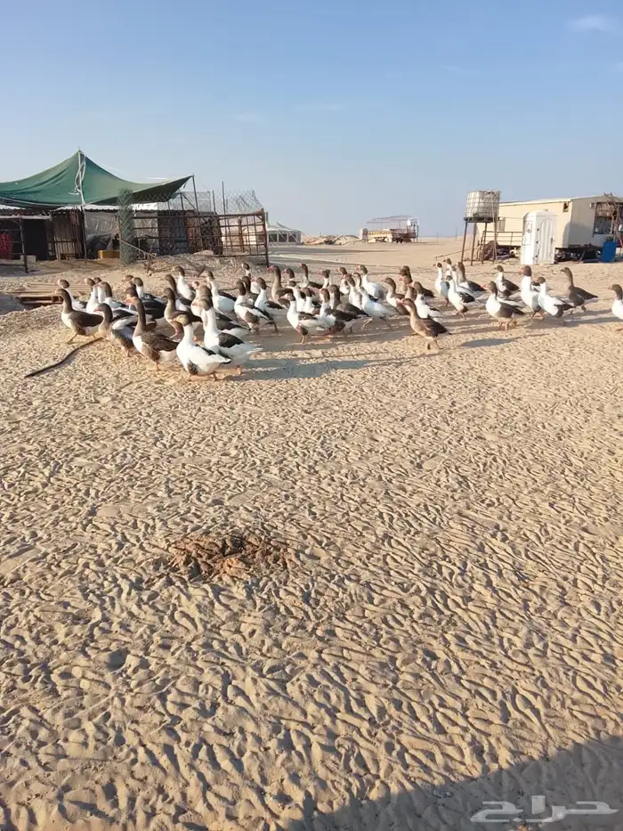 وز بالبر نظيف 0