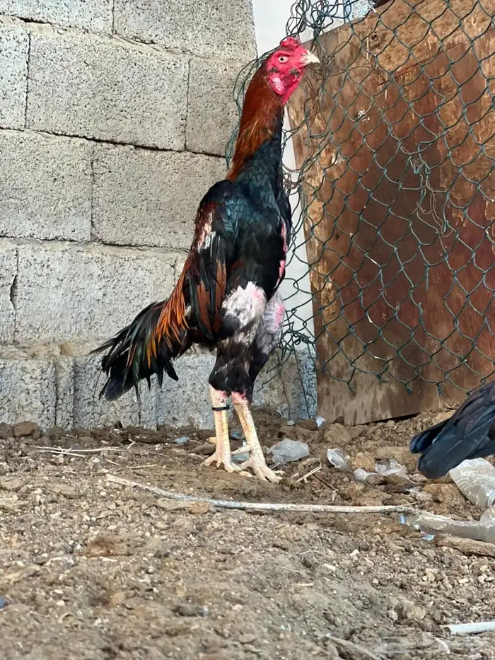 سمو ياباني 2