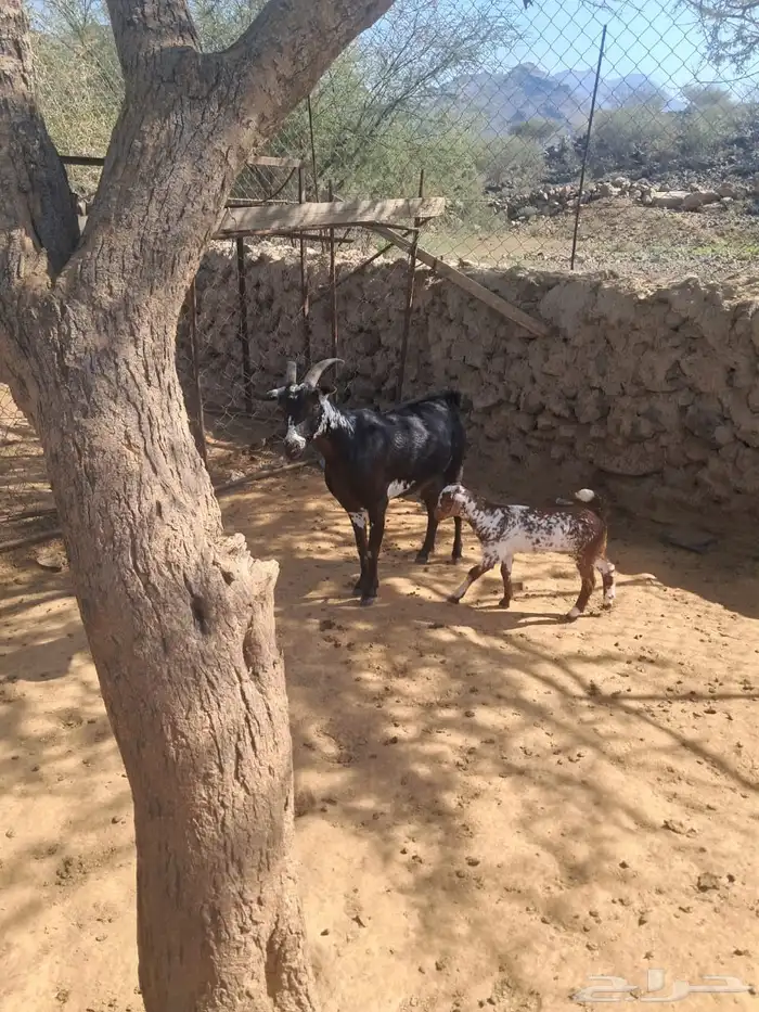 للبيع ماعز عليها أنثى لونها طيبه وشرط من جميع العيوب جامع 5