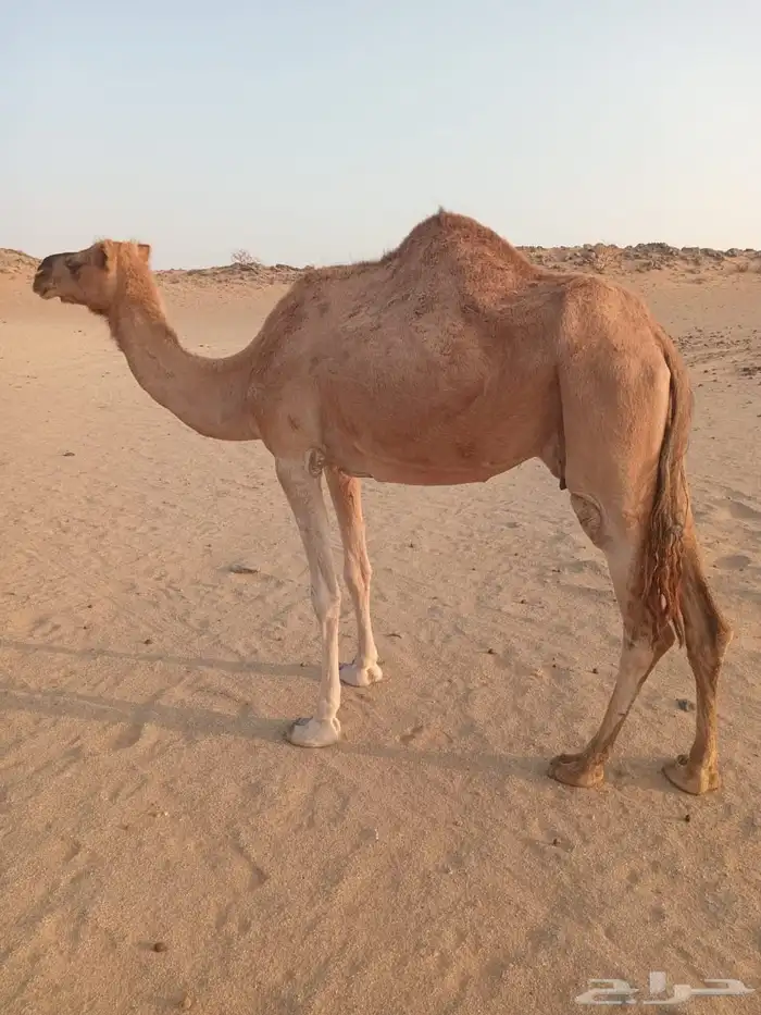 ناقة حمرا مجموع بالحليب 0