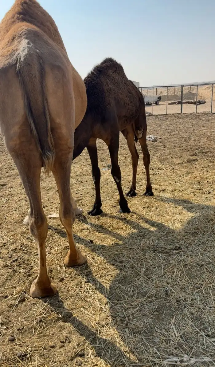 عرض مفرود كفو فل الفل تحت امه 3