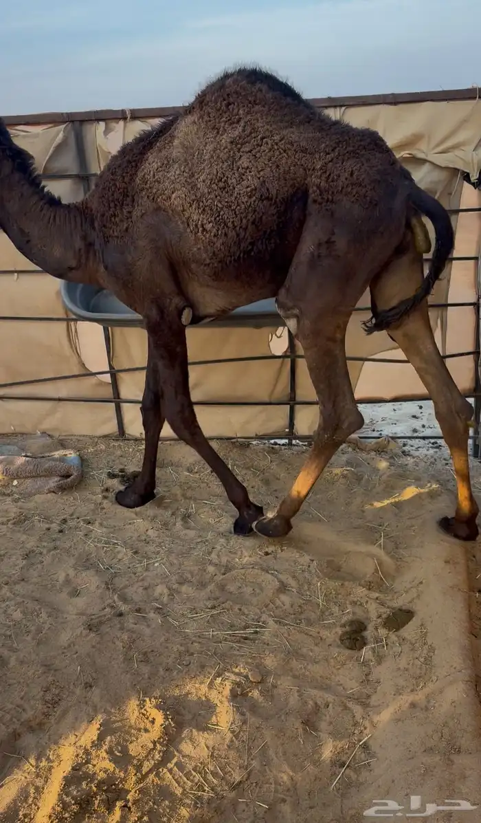 عرض مفرود كفو فل الفل تحت امه 0