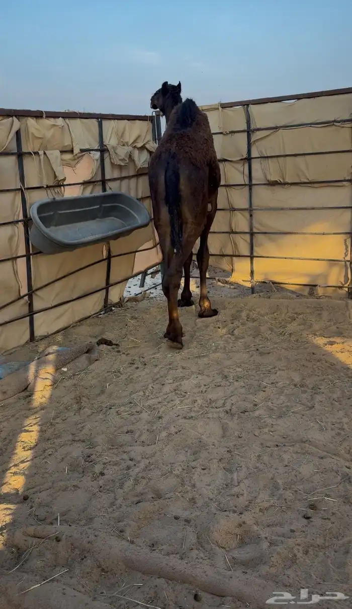 عرض مفرود كفو فل الفل تحت امه 2