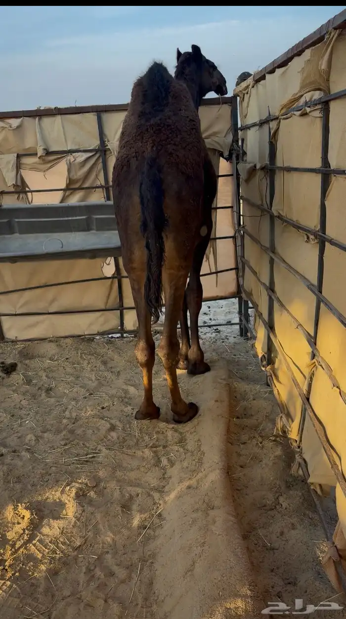 عرض مفرود كفو فل الفل تحت امه 1