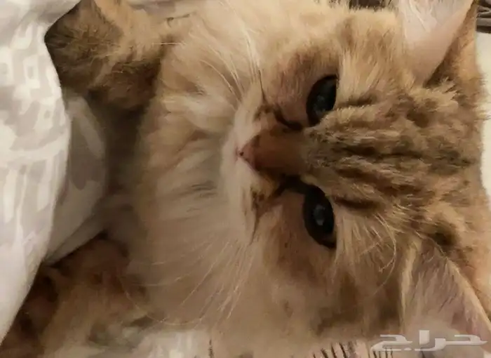 سكوتش ستريت شيرازي للتبني 0