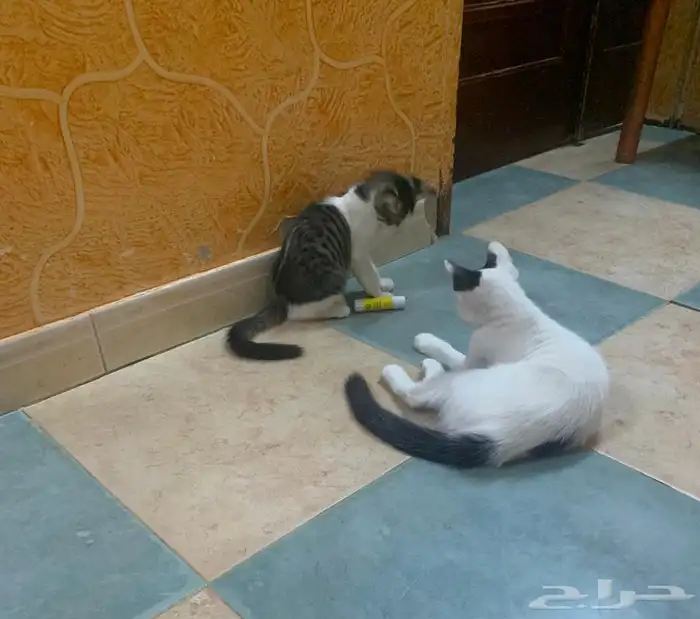 كيتن عمرهم 3 شهور 2