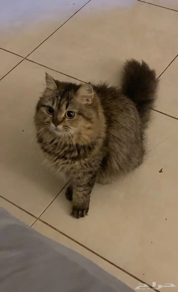 قطه شيرازيه لعوبه جدا  ب 150 تصلح للاطفال والكبار اسمها نوني 0