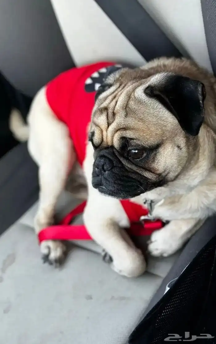 كلب بق ( Show Quality Pug ) 3