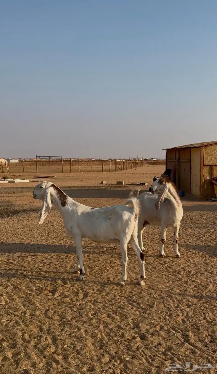 معزا مشاريك دفيع 2