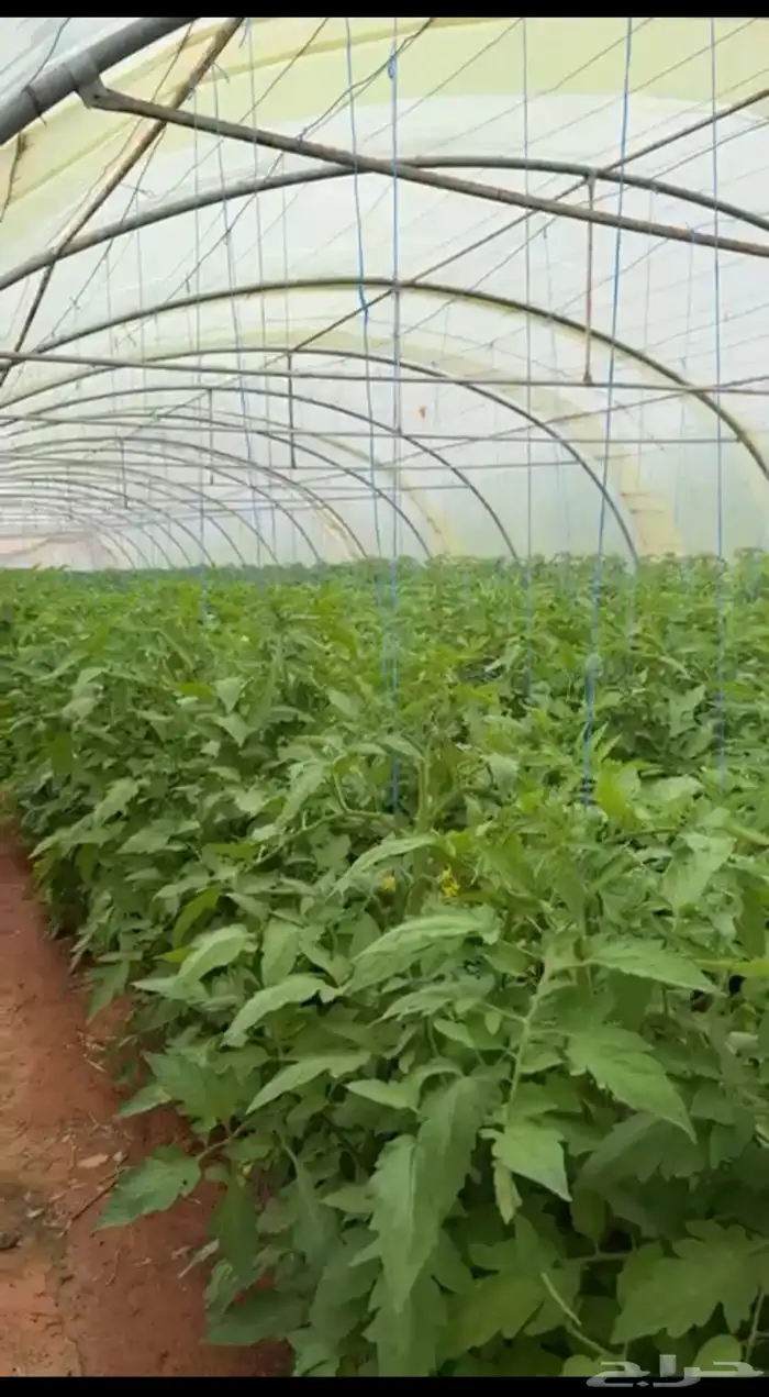 زيتون 1500 شجرة للبيع و الايجار مع ثلاث بيوت محميه 0