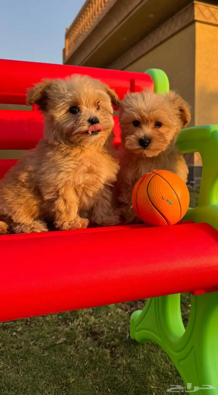 ملتيبو مكس بودل 0