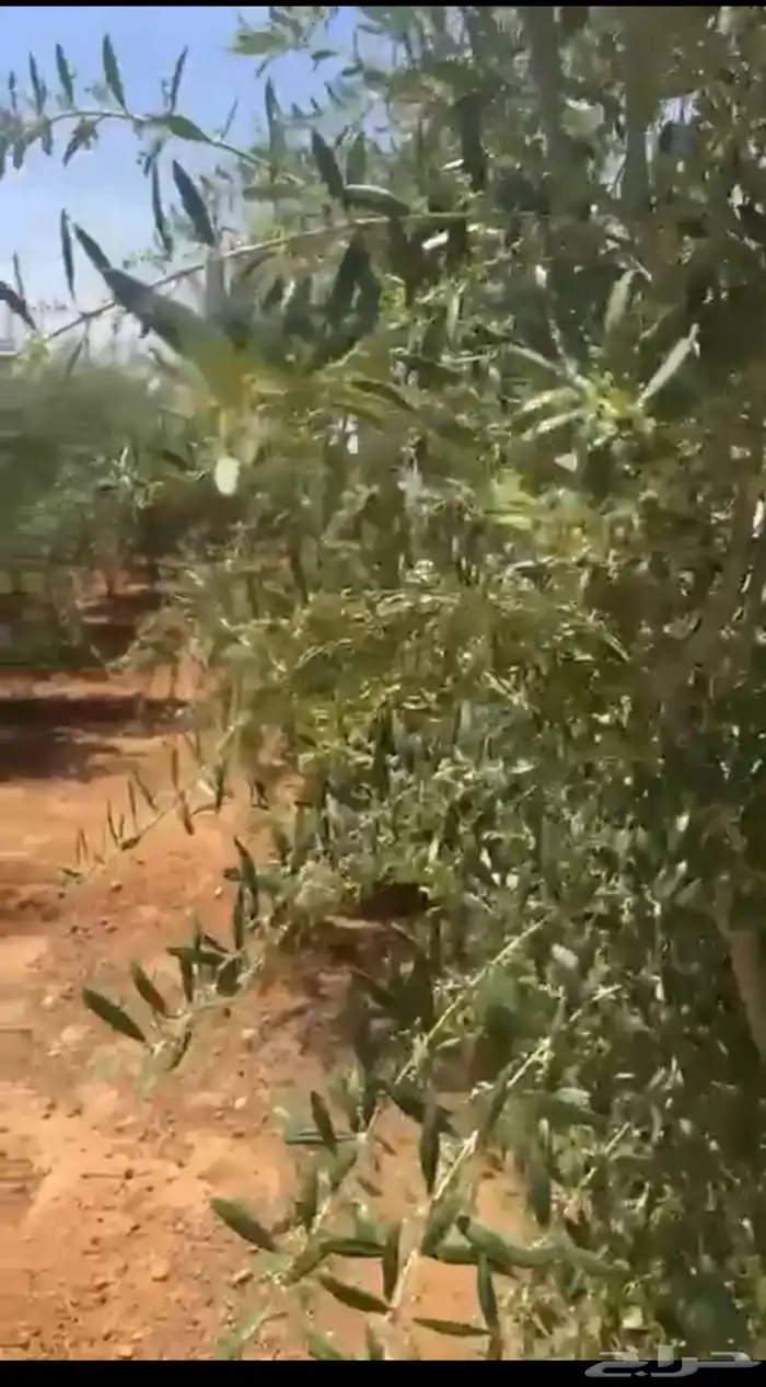 زيتون 1500 شجرة للبيع و الايجار مع ثلاث بيوت محميه 1