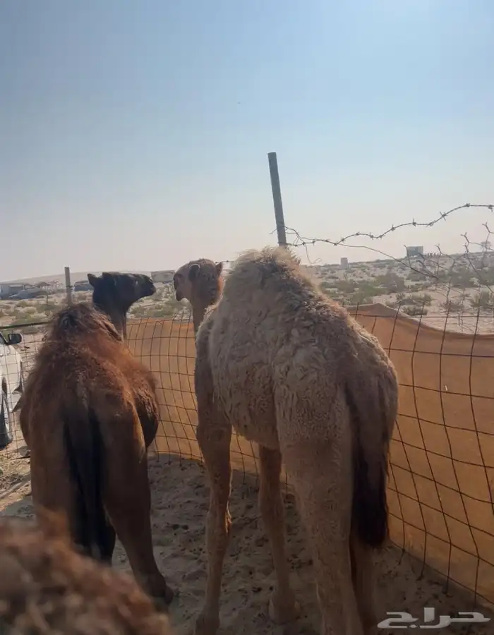 حشوان مفاريد طيب للبيع 0