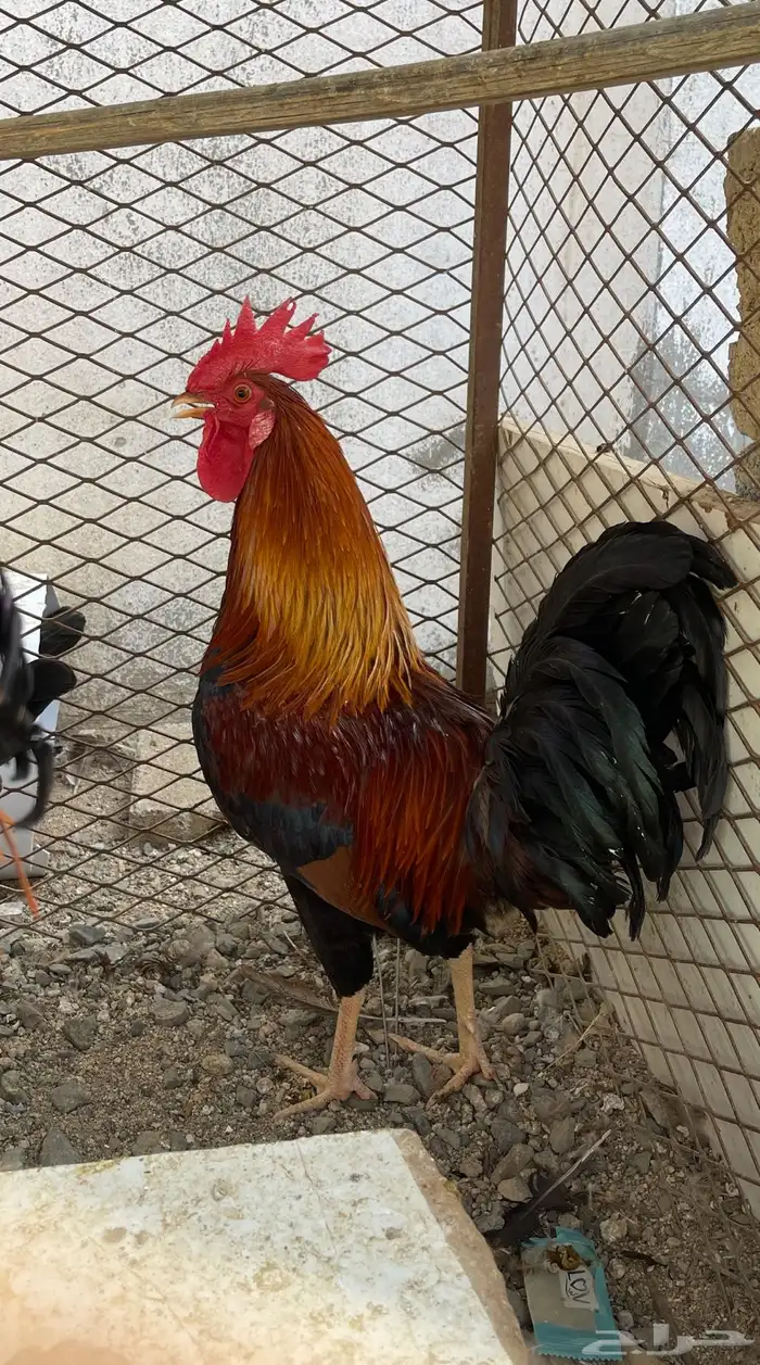 ديك فري سيافي التفاصيل في اعلاني الرئيسي يوجد ديوك غيره 0