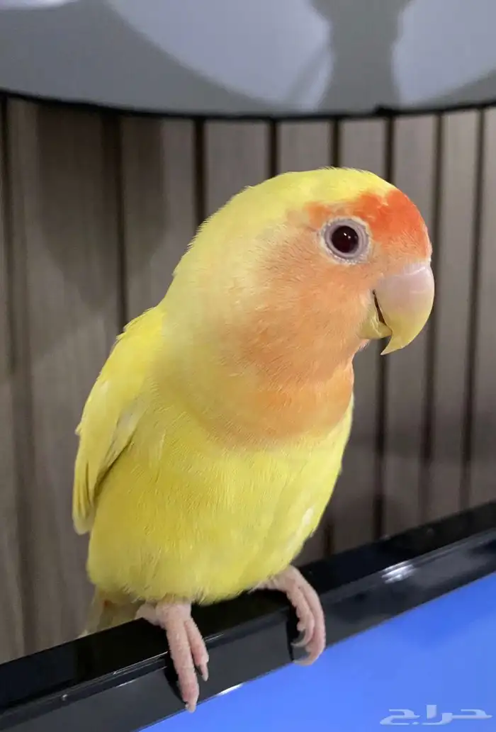 طير روز انثى 1