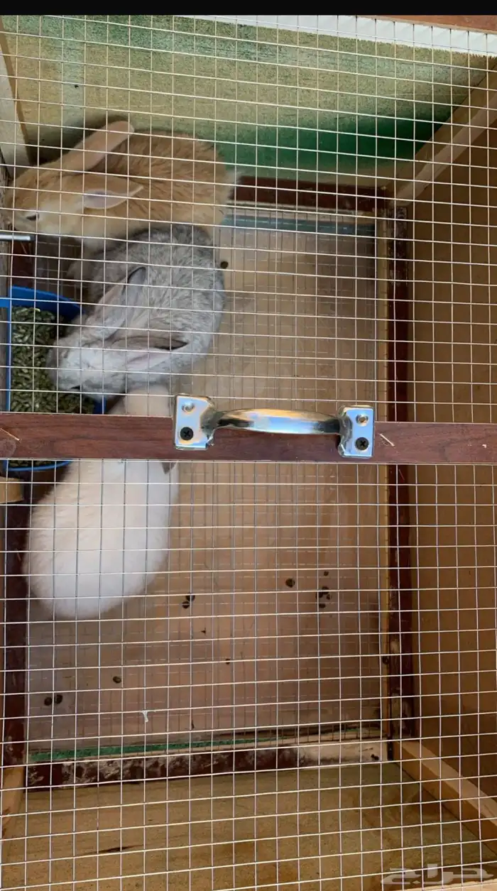 للبيع ارانب مع القفص 2