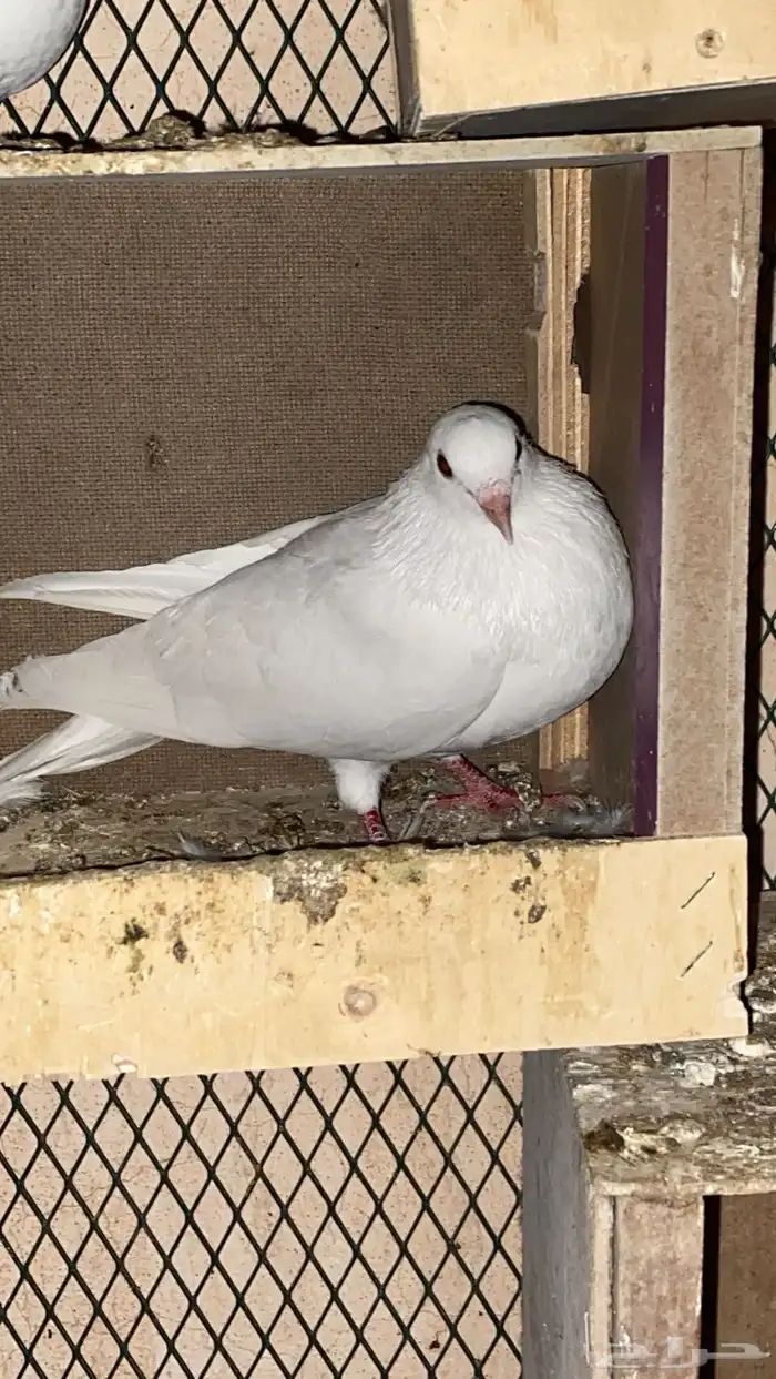 حمام صنعاوي 1